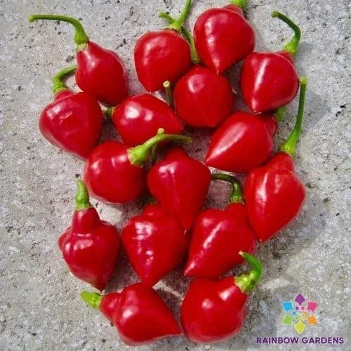 Spinning Tops Hot Pepper Seeds - 25+ Pack Capsicum annuum Non-GMO for Garden Planting, Indoor & Outdoor Cultivation