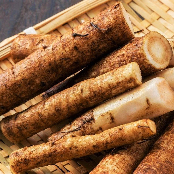 Burdock Seeds Articum Lappa Kinpira Gobo Ngao Pong - Heirloom Vegetable Seeds for Organic Gardening