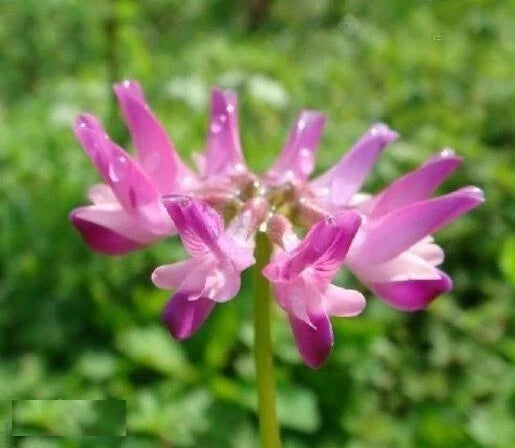 Chinese Milkvetch Seeds – 50 Pack, Astragalus sinicus, Drought-Resistant Perennial Herb for Erosion Control & Soil Improvement