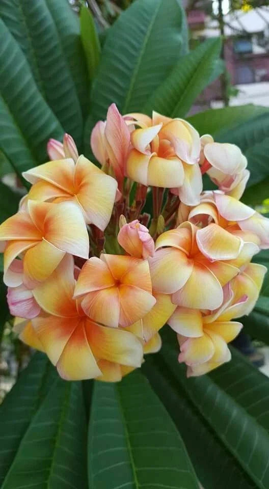 Plumeria Seeds - 5 Yellow Orange Frangipani (Plumeria rubra) Perennial Tropical Flower Seeds for Gardens & Indoor Planting