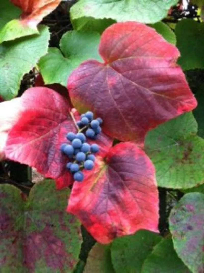 Crimson Glory Grape Vine Seeds - 10 Pack - Vitis coignetiae - Climbing Fruit Vine for Garden and Landscaping