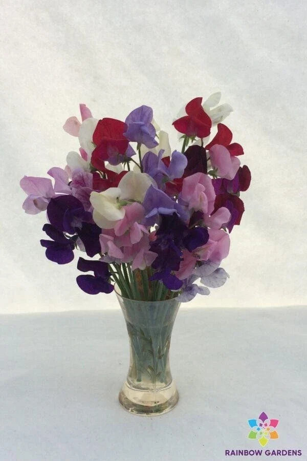 Old-Fashioned Mixture Sweet Pea Seeds - 50+ Pack, Lathyrus odoratus, Non-GMO Garden Seeds, Climbing Vine, Heirloom, USA