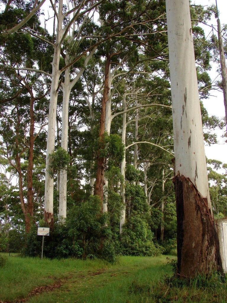 Rose Gum Seeds, Eucalyptus grandis, Fast-Growing Tree Seeds for Gardens and Landscaping, 200 Count