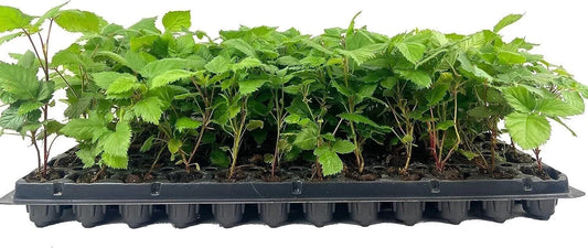 10 Bare Root Thornless Blackberry Plants, Apache Rubus Fruit Starter Shrubs for Garden or Landscape