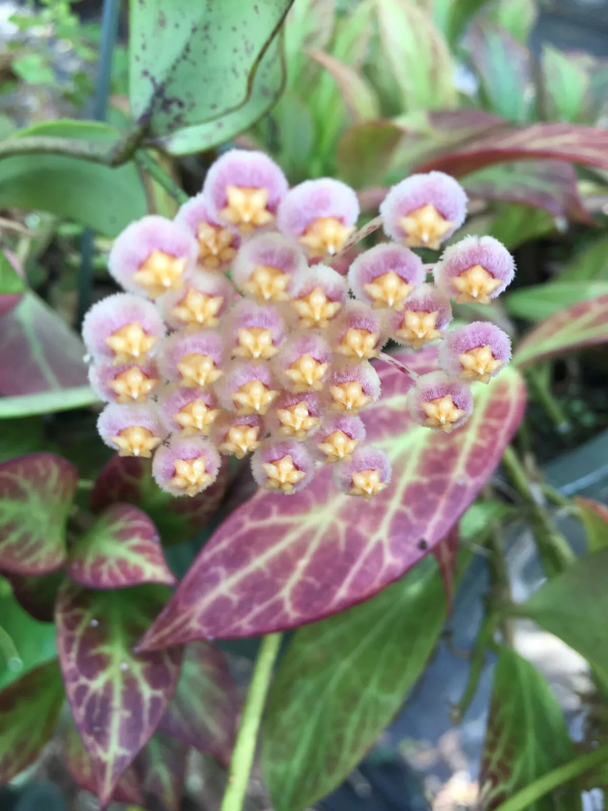 Hoya Obscura 'Major' Rooted Plant in 2.5" Pot, Indoor Vining Houseplant, Green Foliage, Low Maintenance, Bright Indirect Light