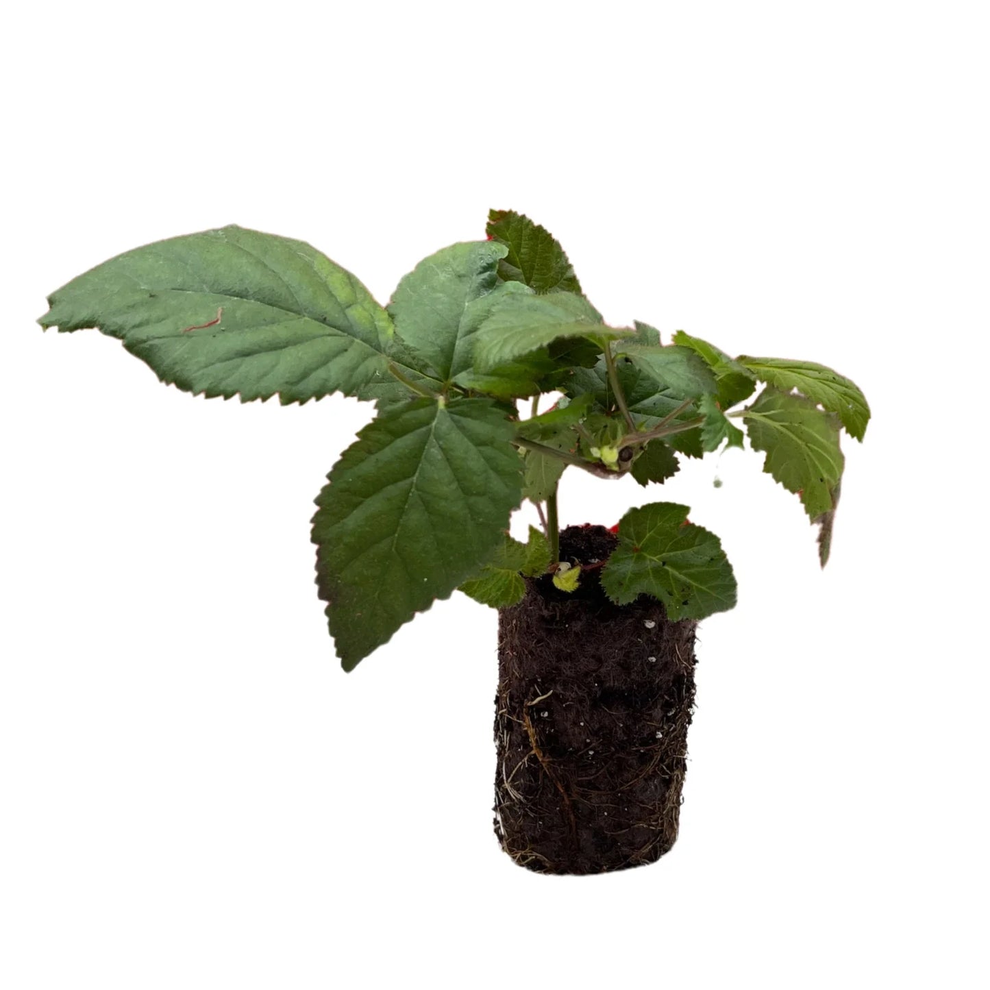 Ponca Blackberry Plug - Bare Root 1-Year-Old Rubus fruticosus Blackberries for Home Gardens