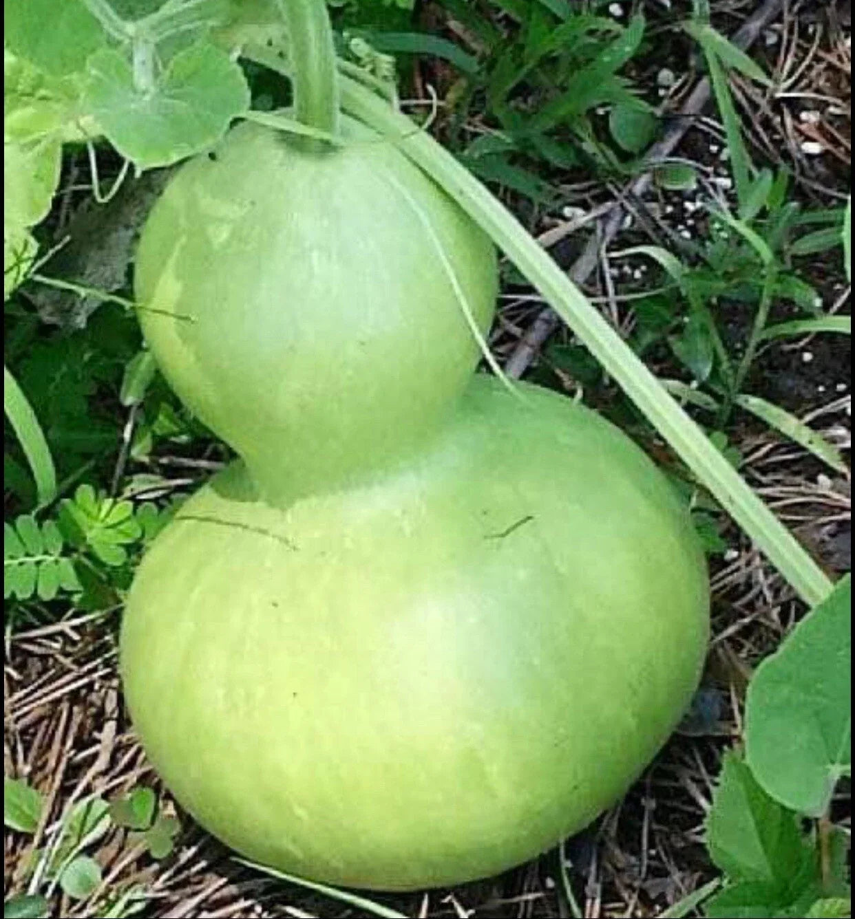 Birdhouse Gourd Seeds - Calabash Asian Buddha Squash, Lagenaria siceraria, Crafting & Garden Planting, 10+ Seeds