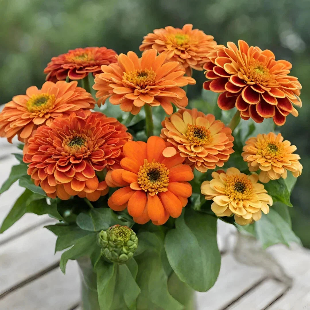 Queeny Pure Orange Zinnia Seeds - 100+ Pack, Zinnia elegans, Bright Orange Flowers for Garden, Borders & Containers, USA