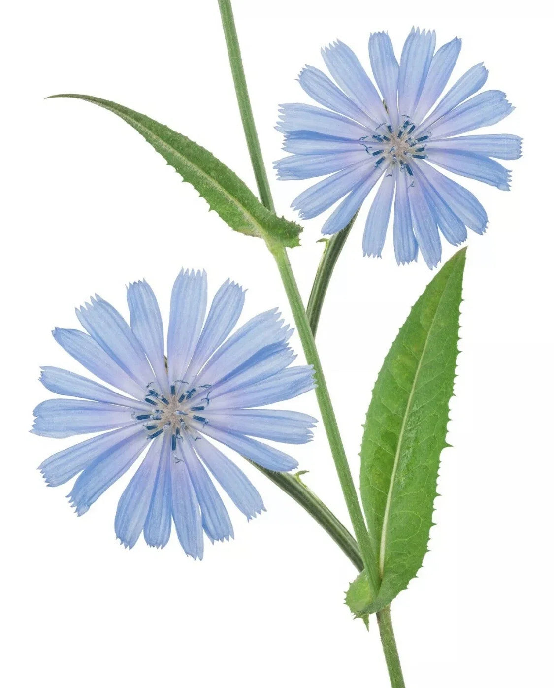 Organic Blue Dandelion Chicory Seeds - Perennial Cichorium intybus Herb for Coffee Substitute, 50+ Non-GMO Seeds