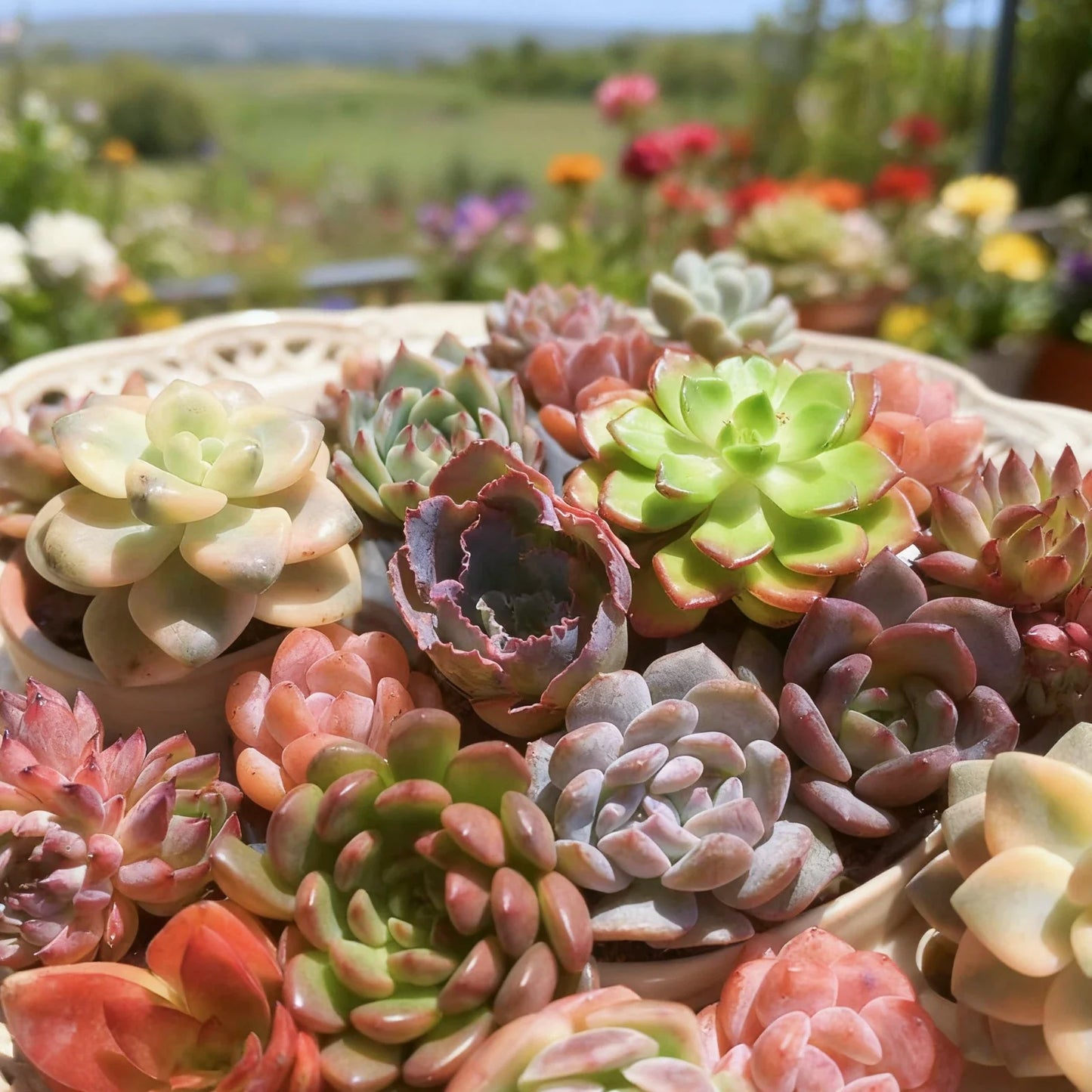 Assorted Succulent Plants Live Mix - 6 Pcs Bare Root Collection for Home Decor & DIY Projects