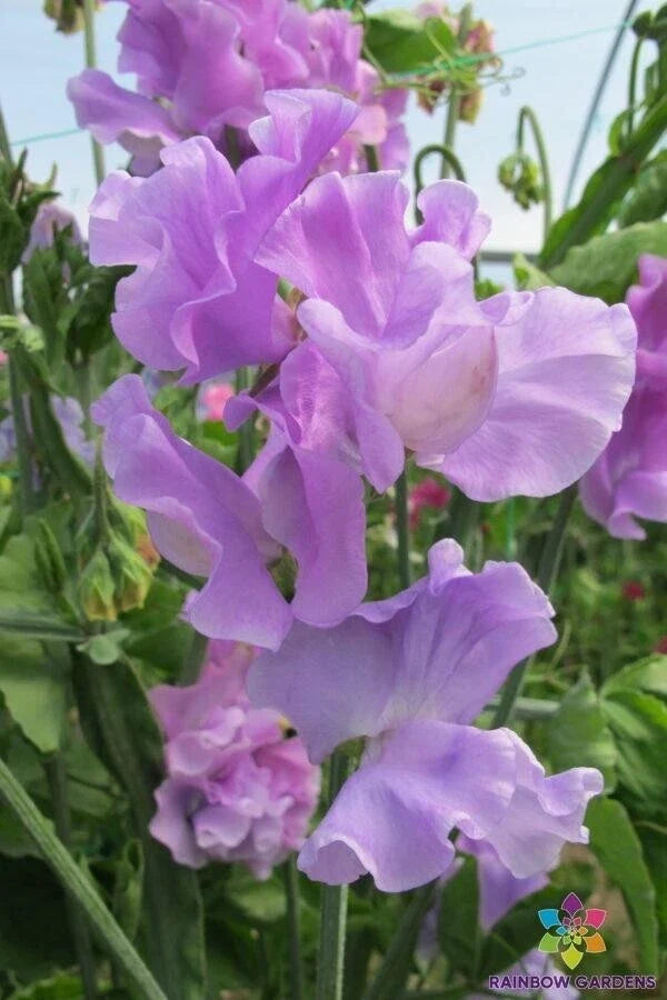 Serenity Sweet Pea Seeds - 50+ Pack, Fragrant Climbing Flower, Lathyrus odoratus, Garden Planting, USA Grown, Free Shipping