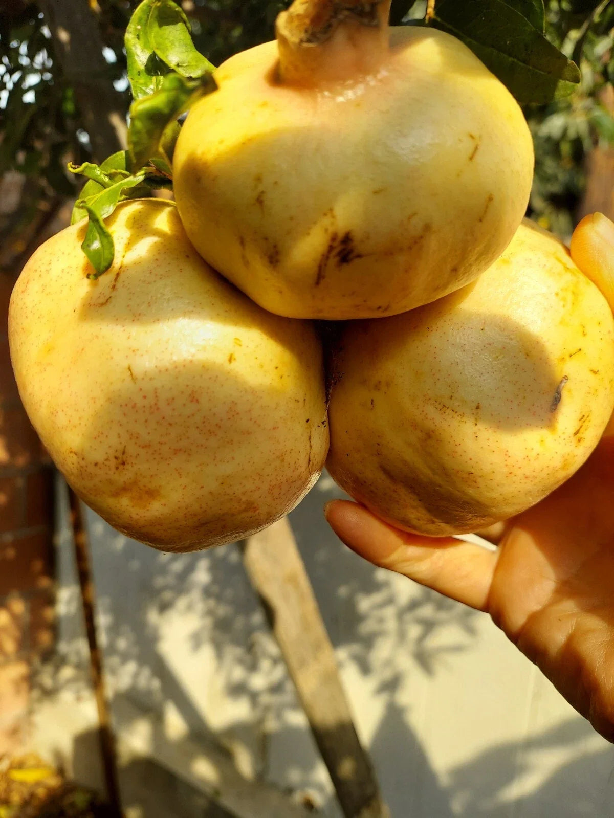 Rare Organic White Pomegranate Cuttings - 10 Propagation Cuttings Punica granatum for Gardening & Home Growing