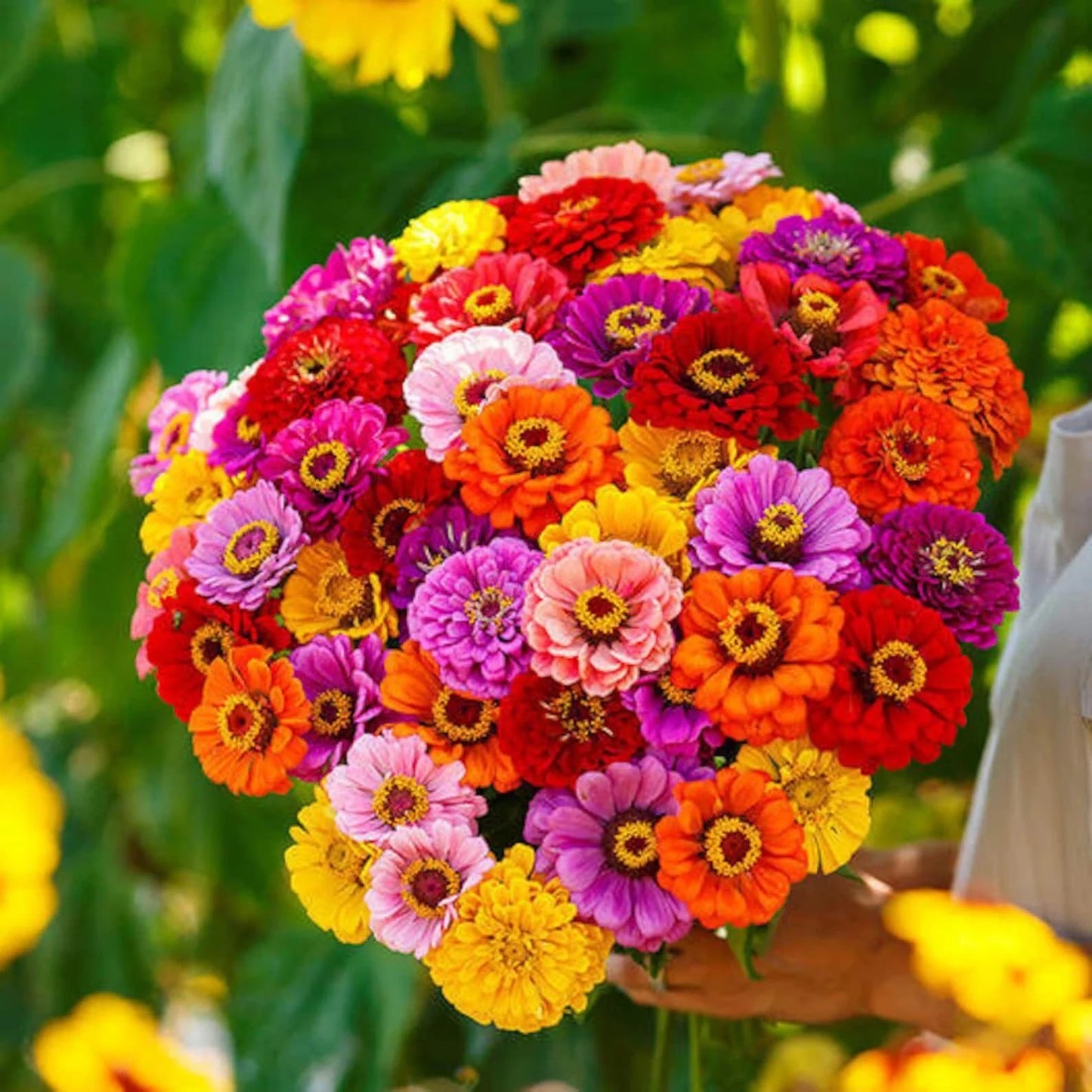 California Giant Zinnia Flower Seeds - 400+ Mixed Colors, Zinnia elegans, Easy to Grow, Butterfly & Pollinator Attracting Seeds
