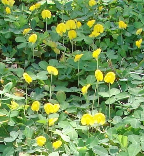 Peanut Seeds - 20 Pack Arachis hypogaea for Home Garden, Easy to Grow, Non-GMO, Heirloom, Perfect for Snacking & Cooking