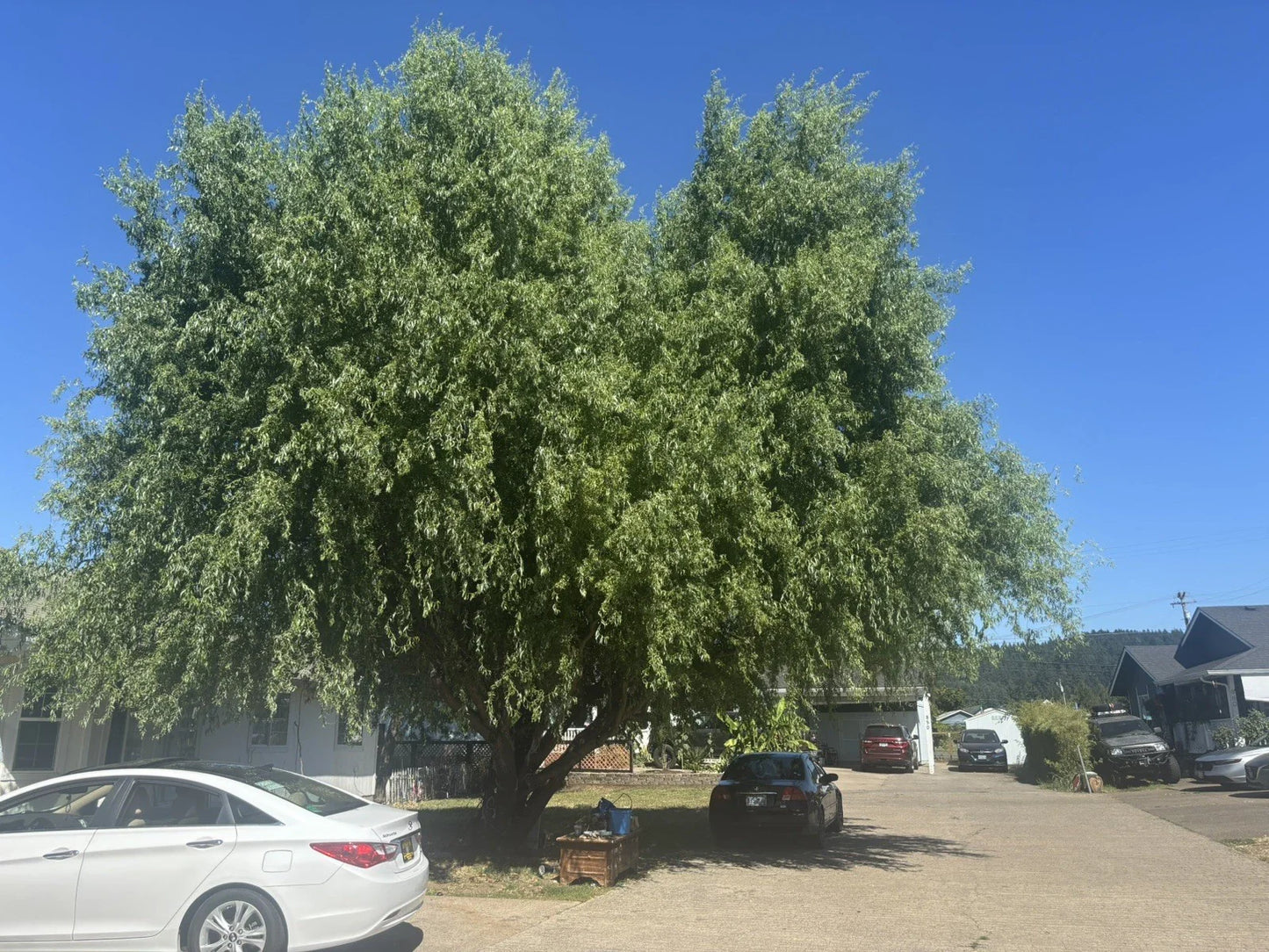 Weeping Willow Tree Cuttings - Live Plant for Crafting & Landscaping - Salix babylonica - 5 Branches