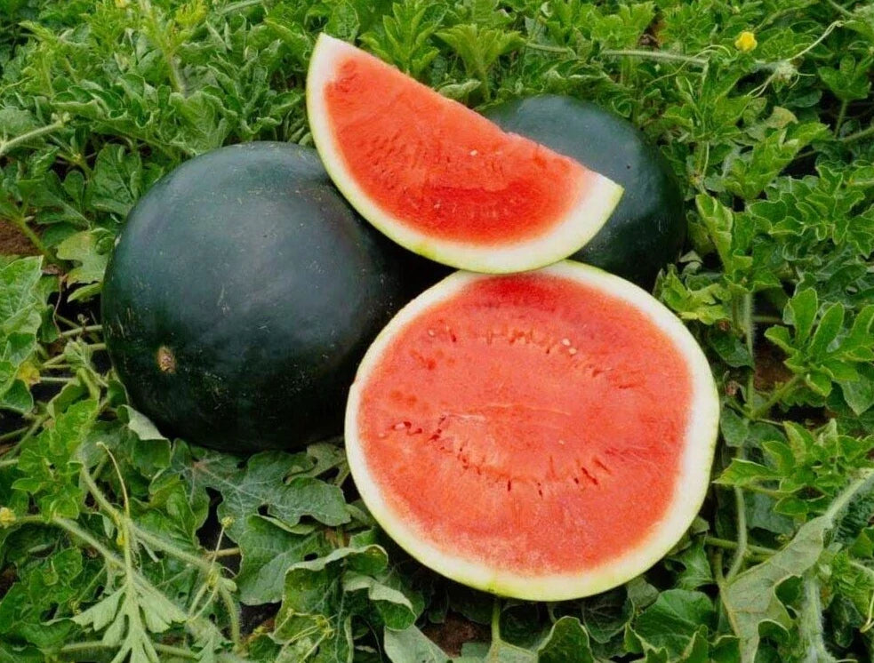 Sweet Black Diamond Watermelon Seeds - 20 Premium Citrullus lanatus Heirloom Seeds for Juicy, Large Watermelons