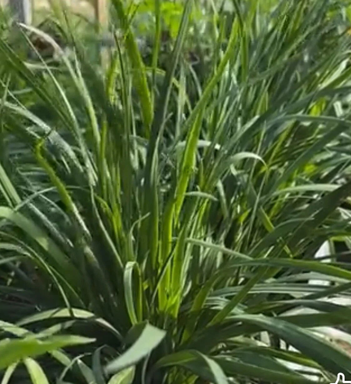 Garlic Chives Seeds - 150+ Allium tuberosum - Chinese Leek Jiu Cai - Broadleaf Herb for Culinary Garden