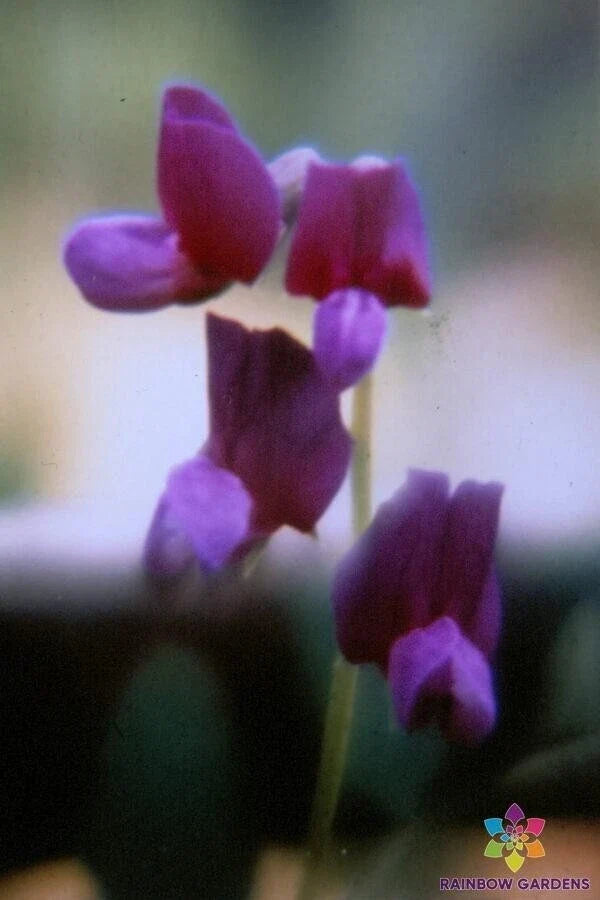 Lathyrus polyphyllus Sweet Pea Seeds - Perennial Climbing Flower Seeds for Garden, Fragrant Blooms