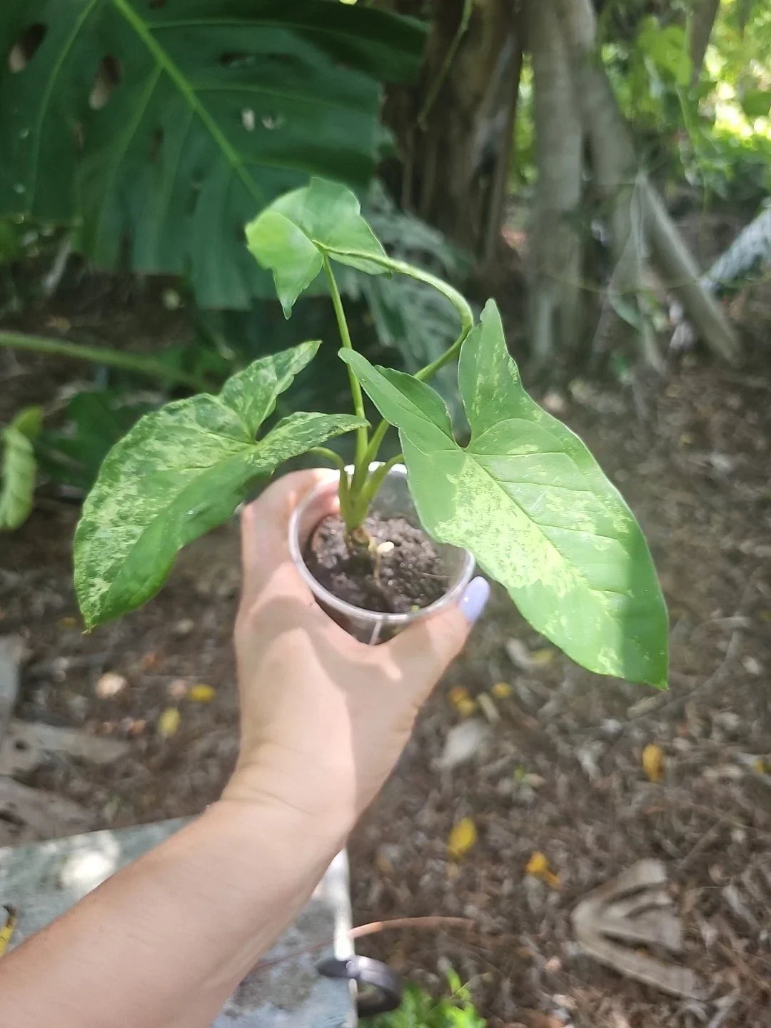 Syngonium Podophyllum Mottled Mojito - Rare Tropical Indoor Plant in 3 Inch Pot
