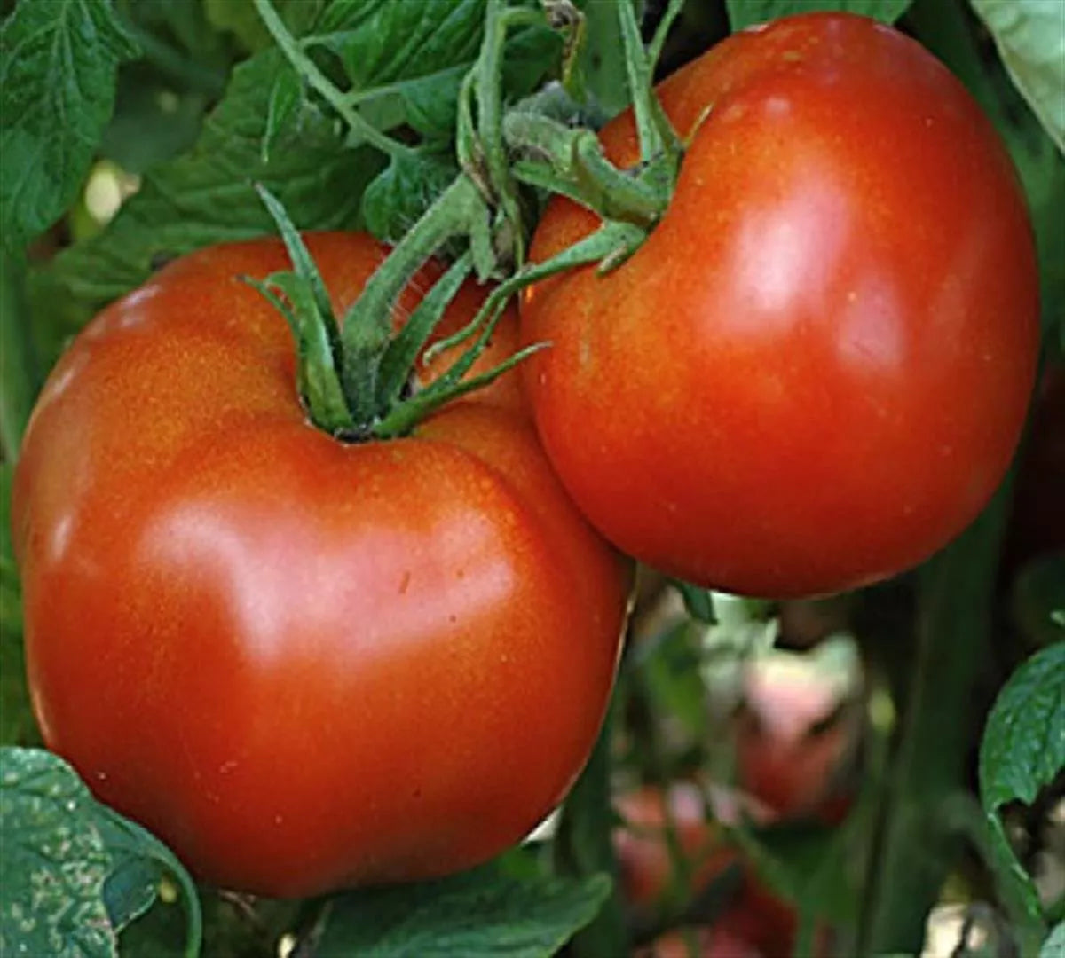 Marglobe Tomato Seeds - Heirloom NON-GMO Solanum lycopersicum for Salads
