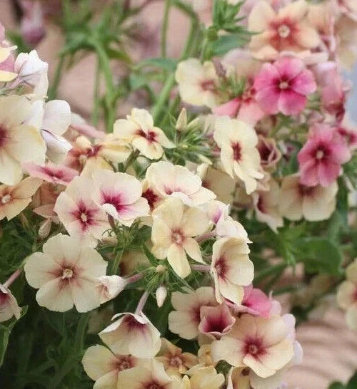 Phlox Seeds - 25+ Cherry Caramel Fragrant Flower Seeds - Phlox paniculata - Butterfly Attracting, Easy to Grow, Vibrant Blooms