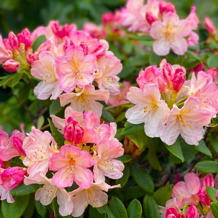 Azalea Starter Plant - Percy Wiseman Rhododendron - Pink Blooming Shrub - Compact, Bushy, 4-Inch Pot