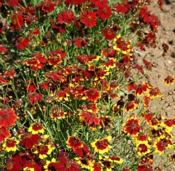 Coreopsis Seeds - 1000 Semi-Dwarf Red Heirloom Non-GMO for Pollinators