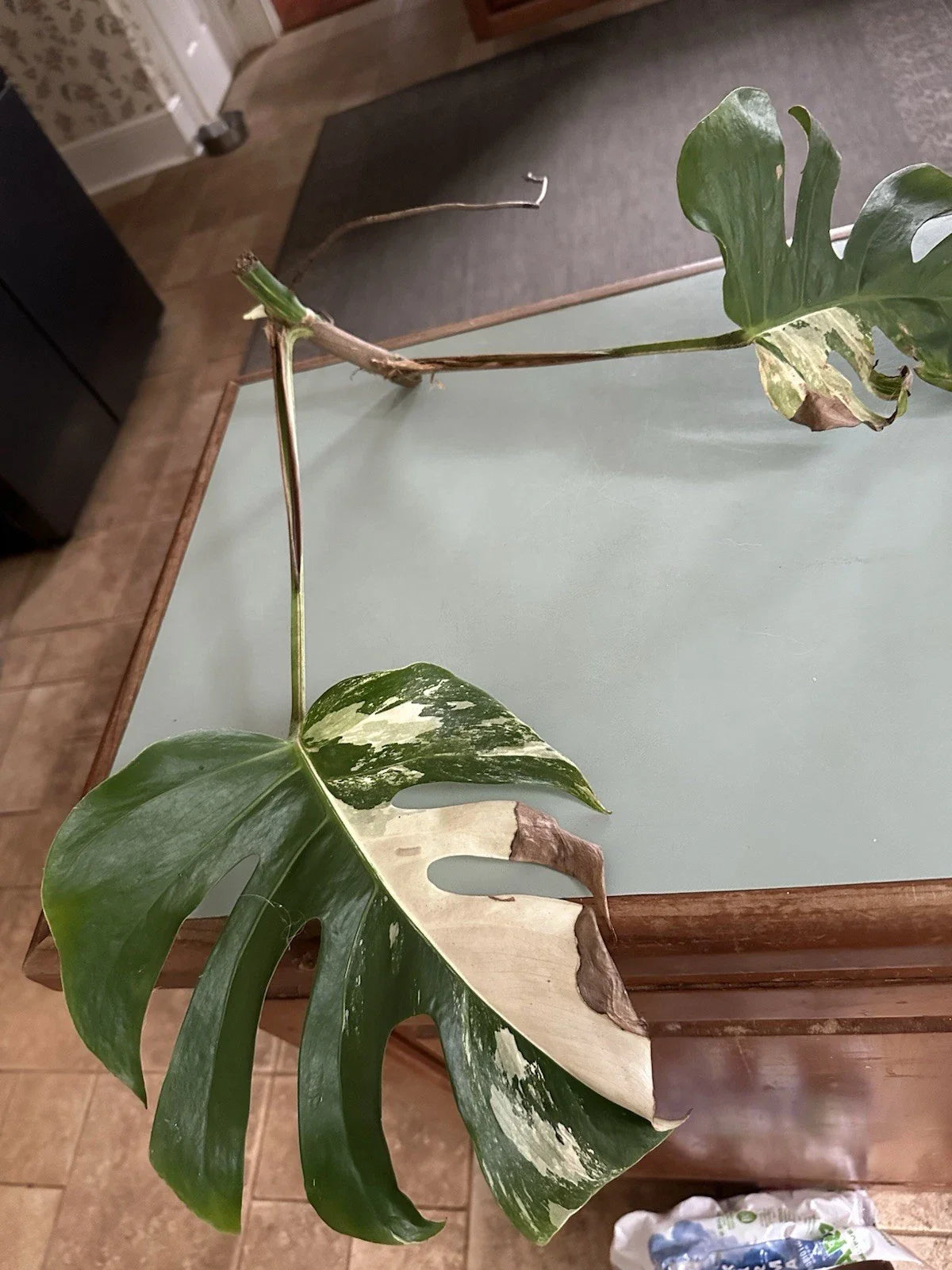 Albo Monstera Cutting, Variegated Houseplant, Monstera deliciosa var. albo-crocatica, Propagation Plant