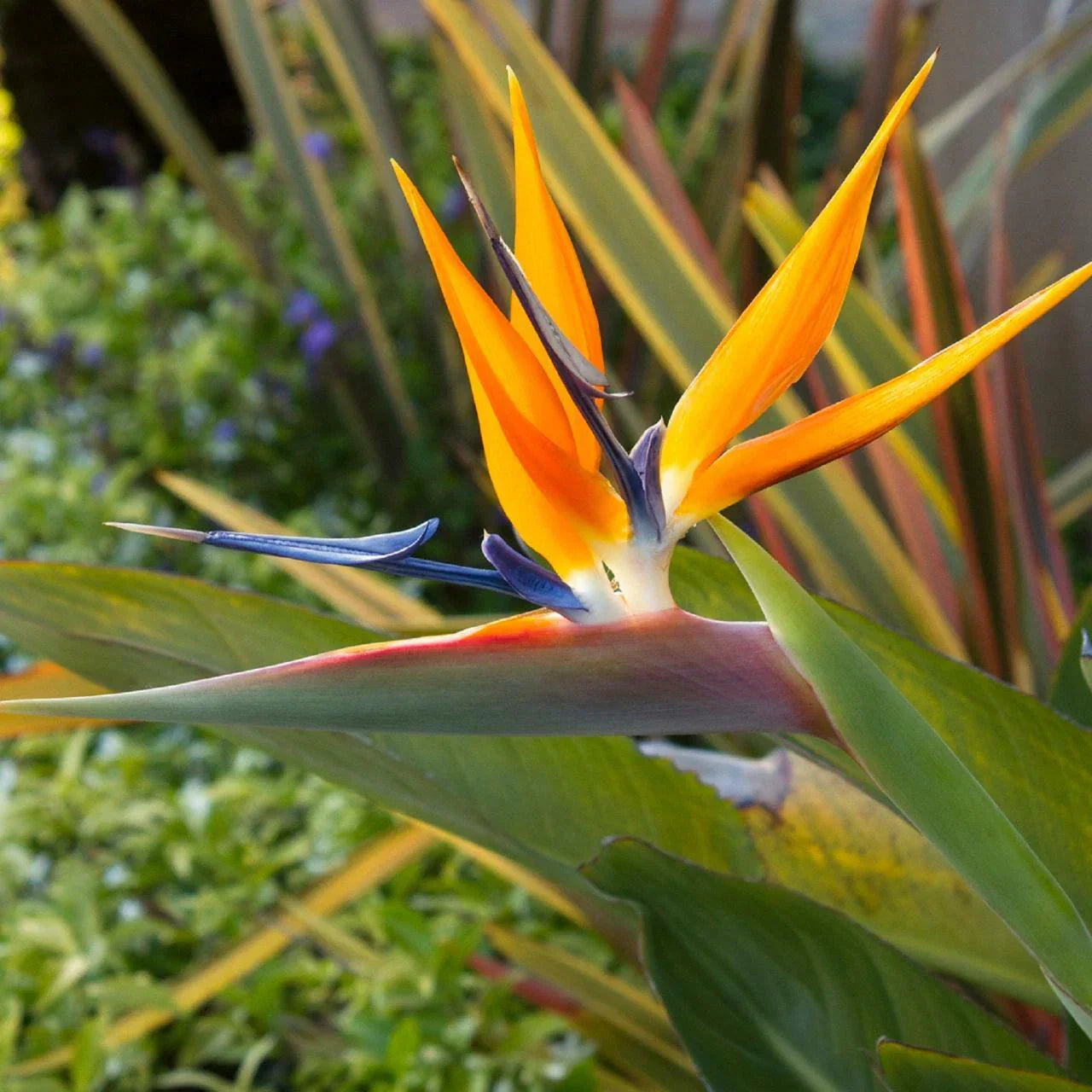 14in Live Organic Bird of Paradise Plant with Orange Flowers - Strelitzia reginae, USA Grown