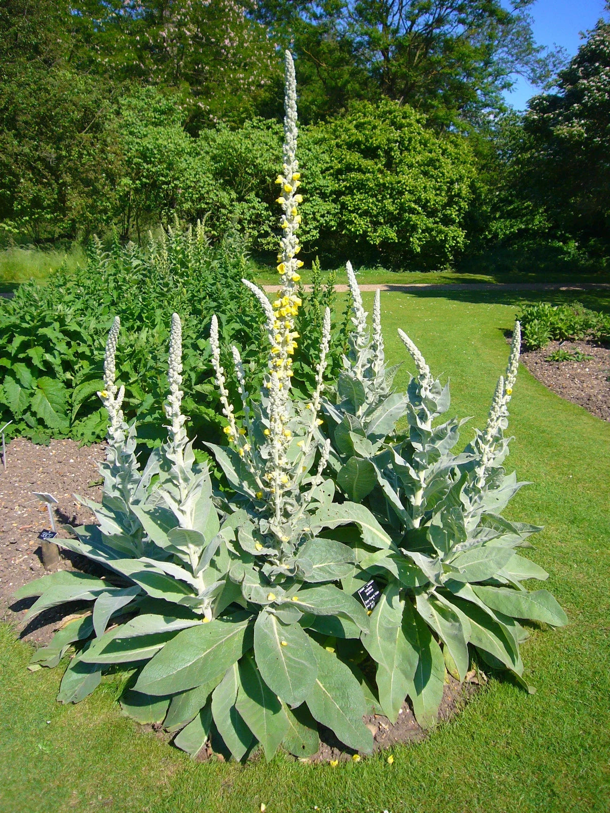 Bulk Mullein Seeds - 100 Seeds - Ornamental Verbascum thapsus Flowering Plant for Garden & Medicinal Use