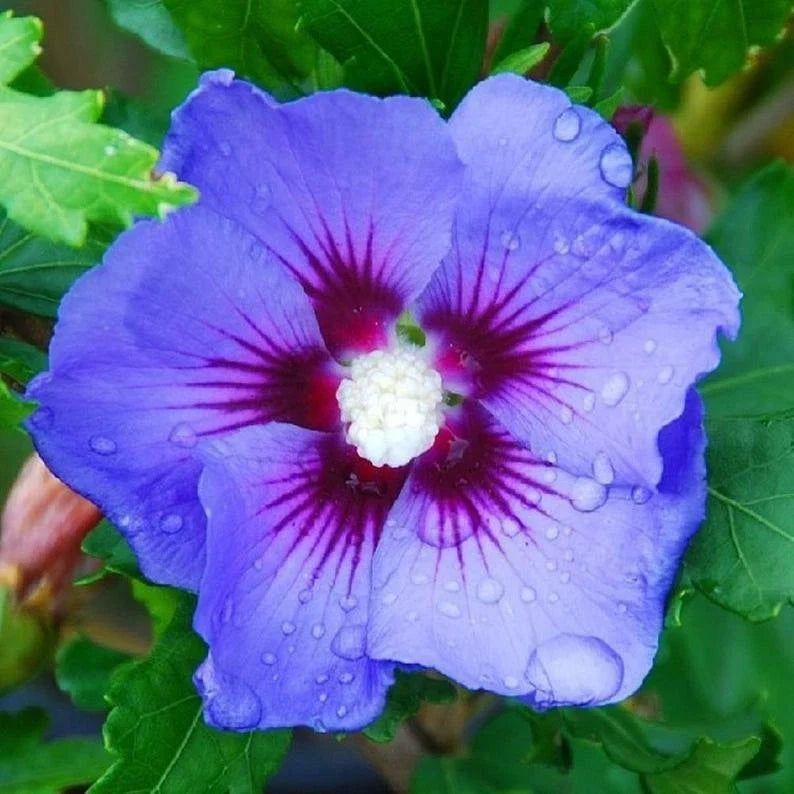 Blue Purple Hibiscus Seeds - Perennial Flower Seeds for Garden, Hibiscus rosa-sinensis, Vibrant Blue Purple Blooms, 20 Seeds