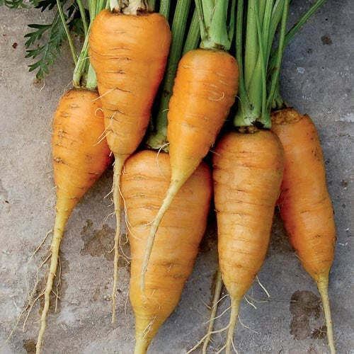 Oxheart Orange Carrot Seeds 150+ Non-GMO Vegetable Seeds Daucus carota USA