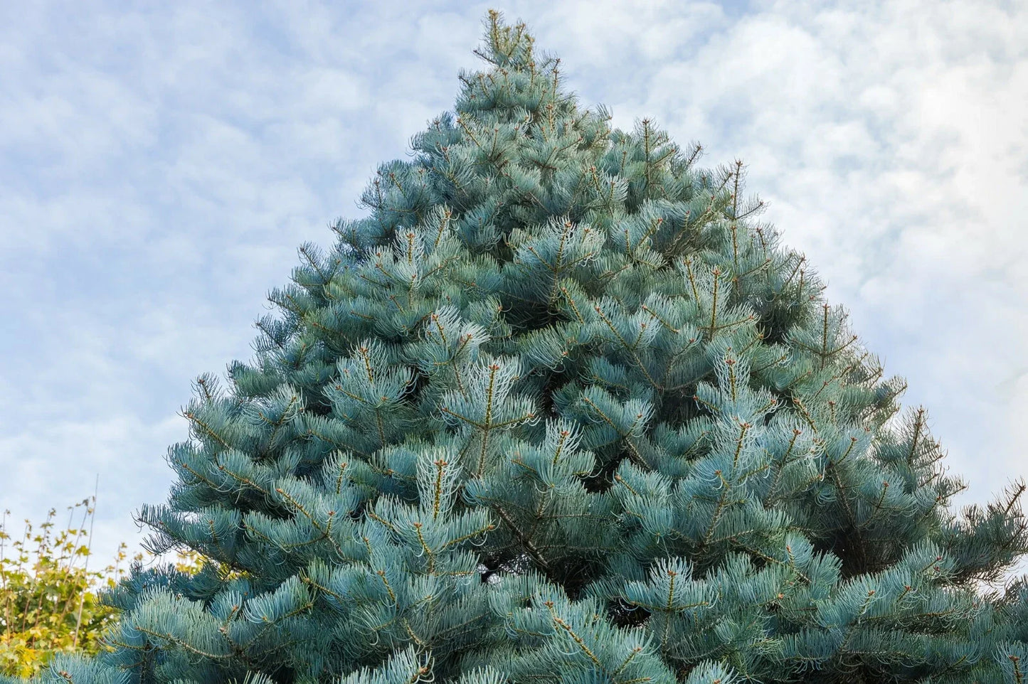 California White Fir Seeds – Abies Concolor Christmas Tree Seeds, 30 Pack, Easy to Grow, Free Shipping
