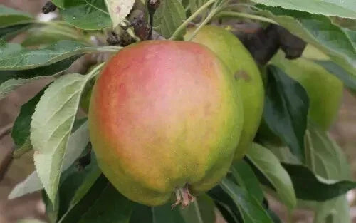 Cornish Gilliflower Apple Seeds - Organic Malus domestica for Garden Planting, 25+ Seeds, Non-GMO, Full Sun, USA