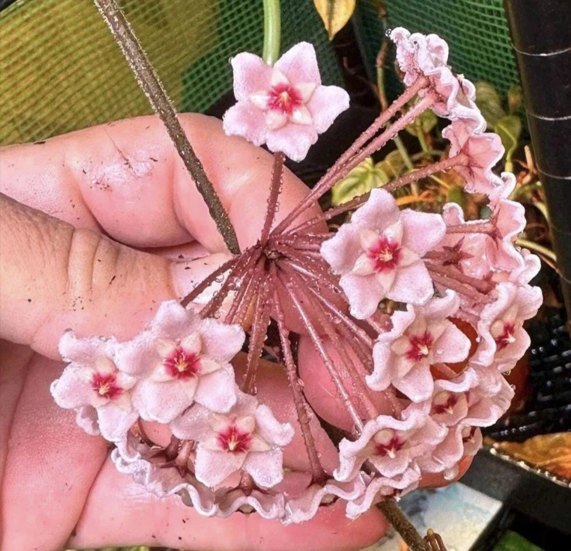 Hoya Carnosa Chelsea Plant in 4" Pot, Variegated Waxy Leaves, Easy-to-Bloom Indoor Houseplant