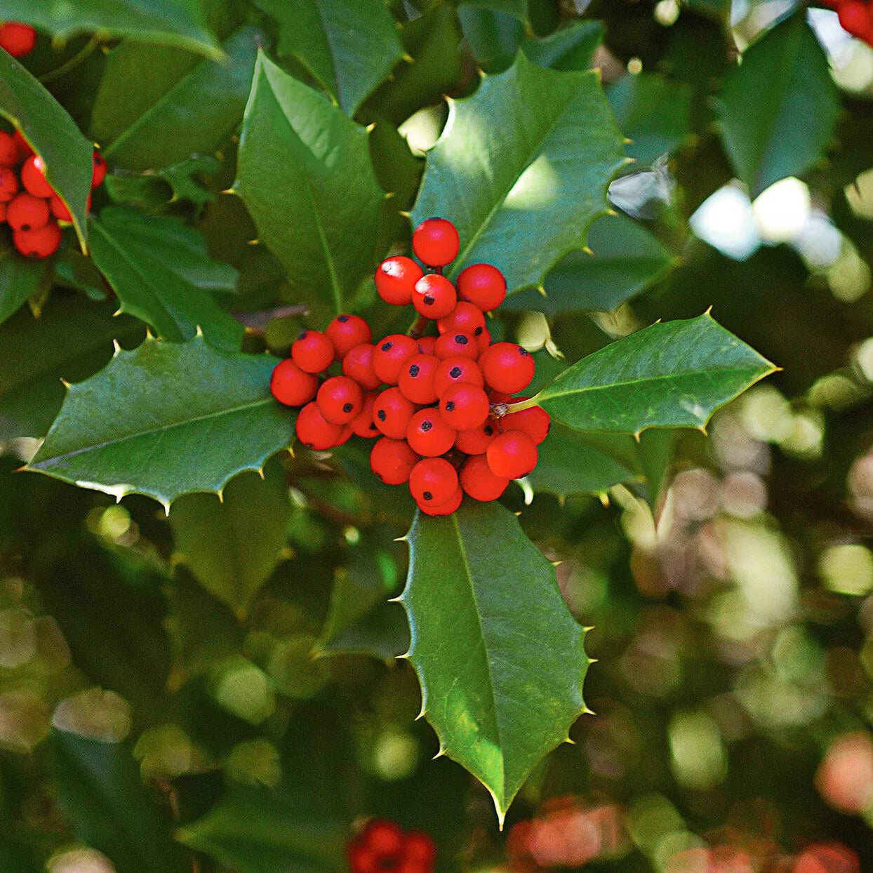 American Holly Small Tree in Pot - Ilex Opaca Evergreen Shrub Native to Virginia