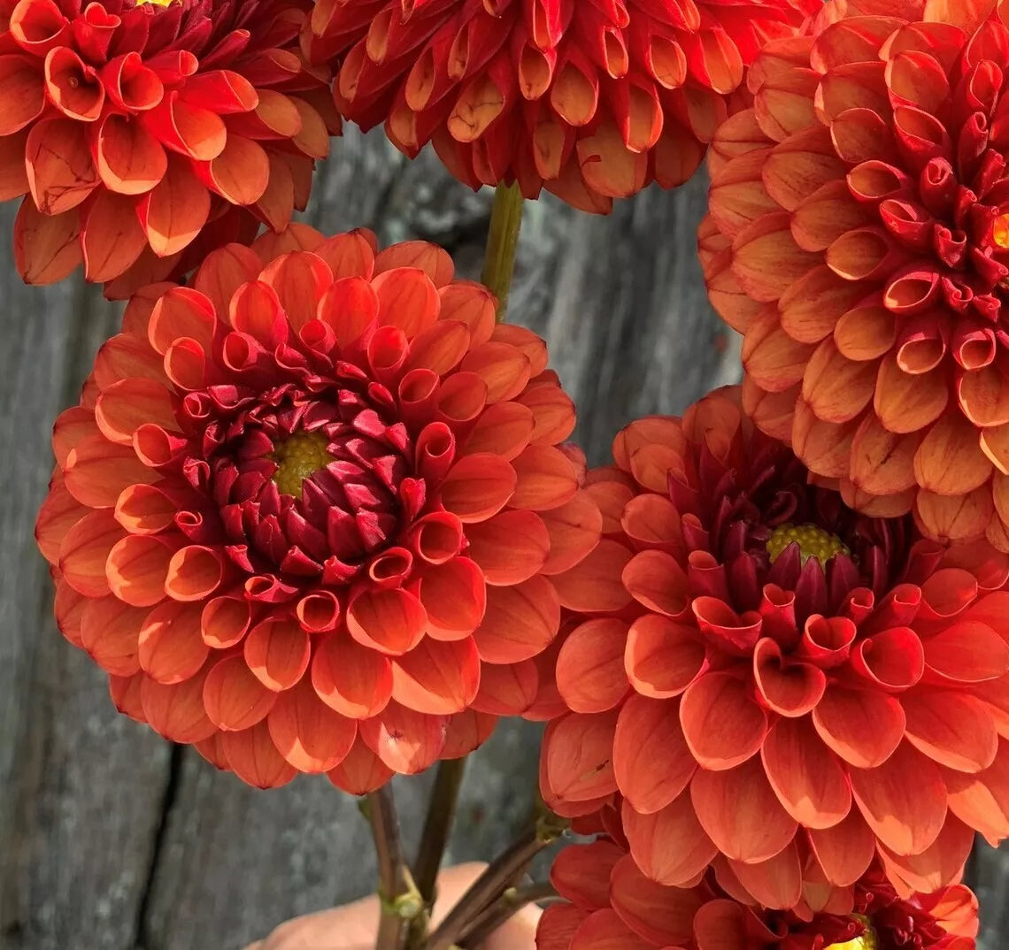 Brown Sugar Dahlia Seeds - Perennial Flower Seeds for Gardens, Attracts Pollinators, Dahlia pinnata