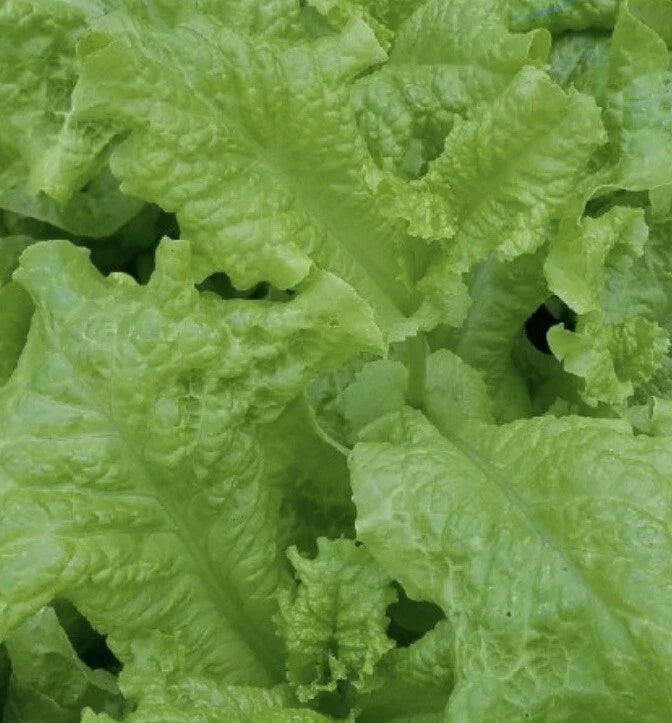 Black Seeded Simpson Lettuce Seeds - Non-GMO, 5000 Count, Lactuca sativa, Crisp Green Leaf Lettuce for Salad Gardens