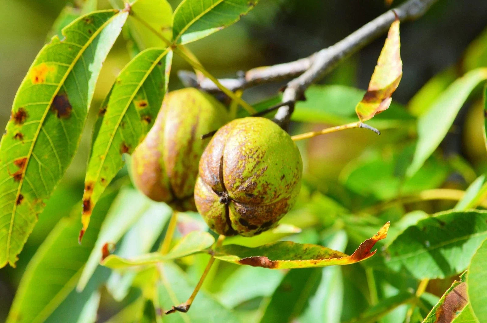 Shellbark Hickory Tree Seed – Carya Laciniosa Native Nut Tree for Planting, Wildlife & Landscape
