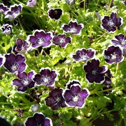 Nemophila Seeds 200 Count Penny Black Purple Baby Black Eyes Wildflower Mix Non-GMO Heirloom Nemophila menziesii