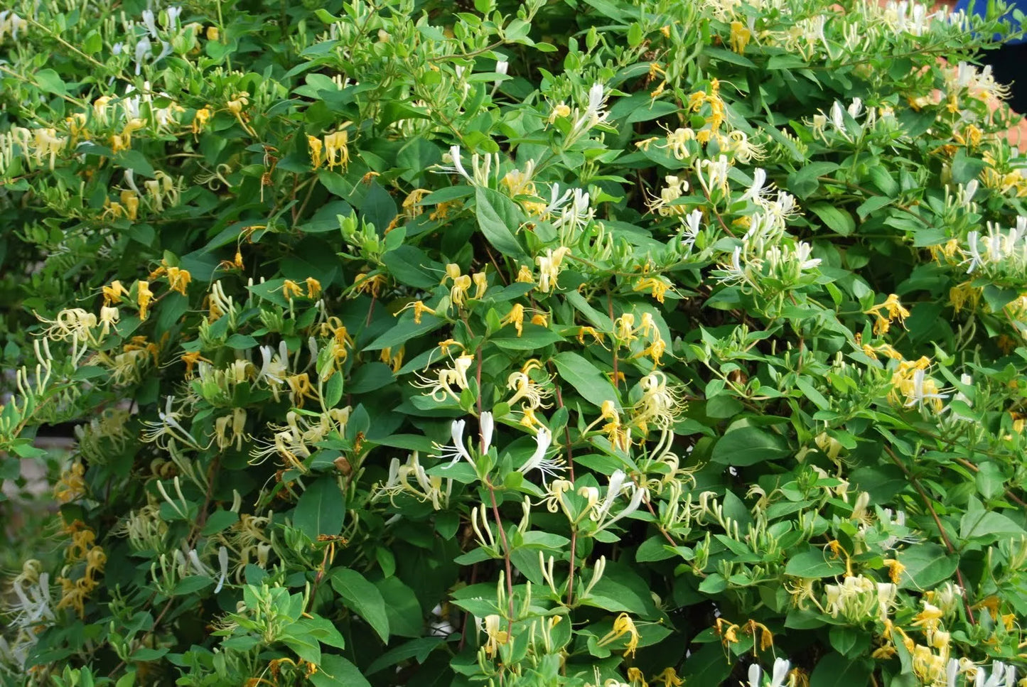 Honeysuckle Vine Live Starter Plant - 6+ Inches, Lonicera spp., Fragrant Climbing Vine for Gardens, Easy Care, Pollinator Attracting