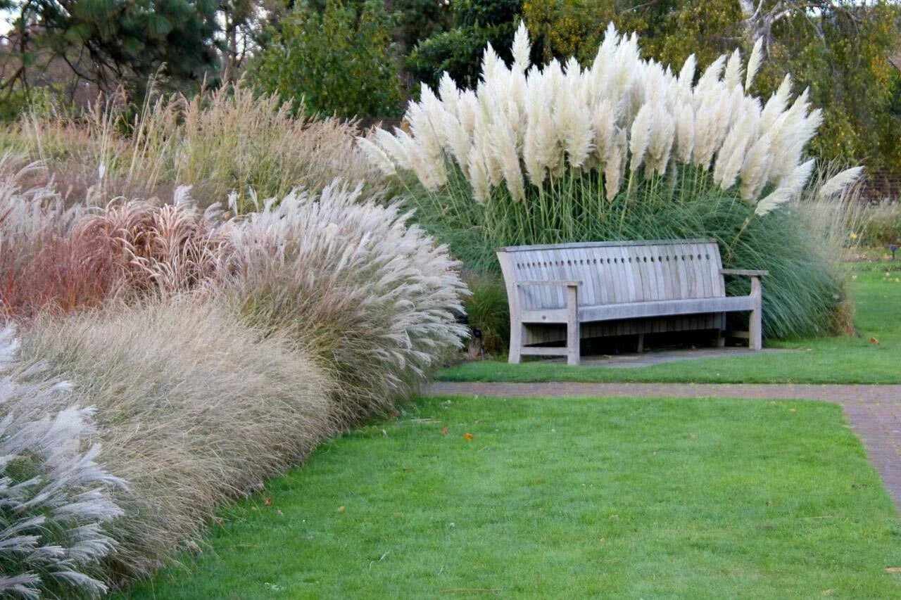 Giant White Pampas Grass Seeds - Ornamental Cortaderia selloana for Landscaping - 100 Seeds