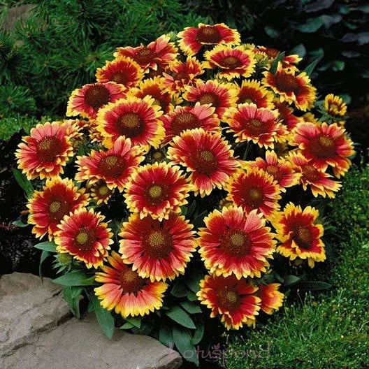 Dwarf Goblin Blanket Flower Seeds - Gaillardia aristata Perennial Native Flower - Non-GMO 50 Seeds