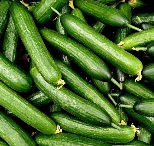 Slicer Cucumber Seeds - Marketmore Variety, 50 Seeds, Cucumis sativus for Home Gardening, Crisp and Disease-Resistant