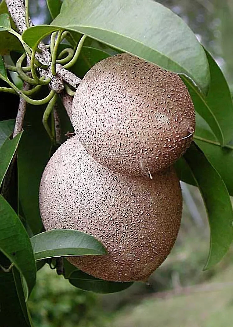 Sapodilla Tree Seeds - Exotic Fruit Seeds for Gardening - Manilkara zapota - Brown Sugar Fragrant Fruit