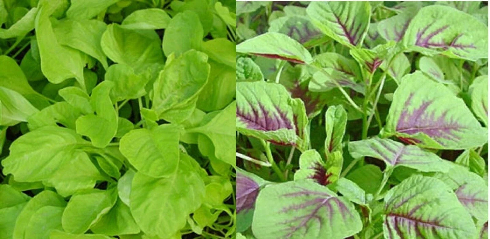 500+ Amaranth Seeds Green Red Leaf Asian Chinese Spinach Yin Cho Callaloo Non-GMO, Fast-Growing, Nutrient-Rich, Heirloom Seed Pack