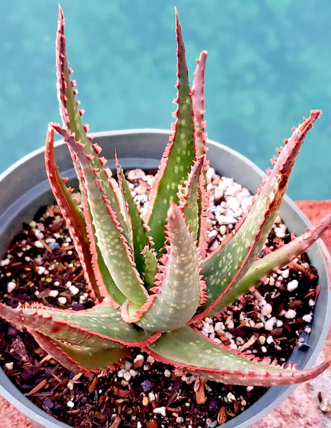 Aloe 'Krakatoa' 6" Diameter Potted Plant - Large Mature Succulent Houseplant