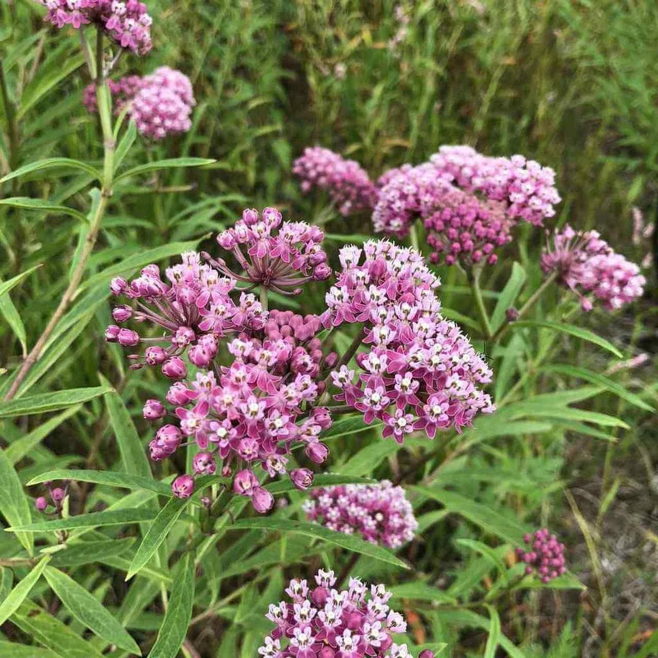 Swamp Milkweed Seeds Pack | Asclepias incarnata Perennial for Butterflies & Bees | Native to USA