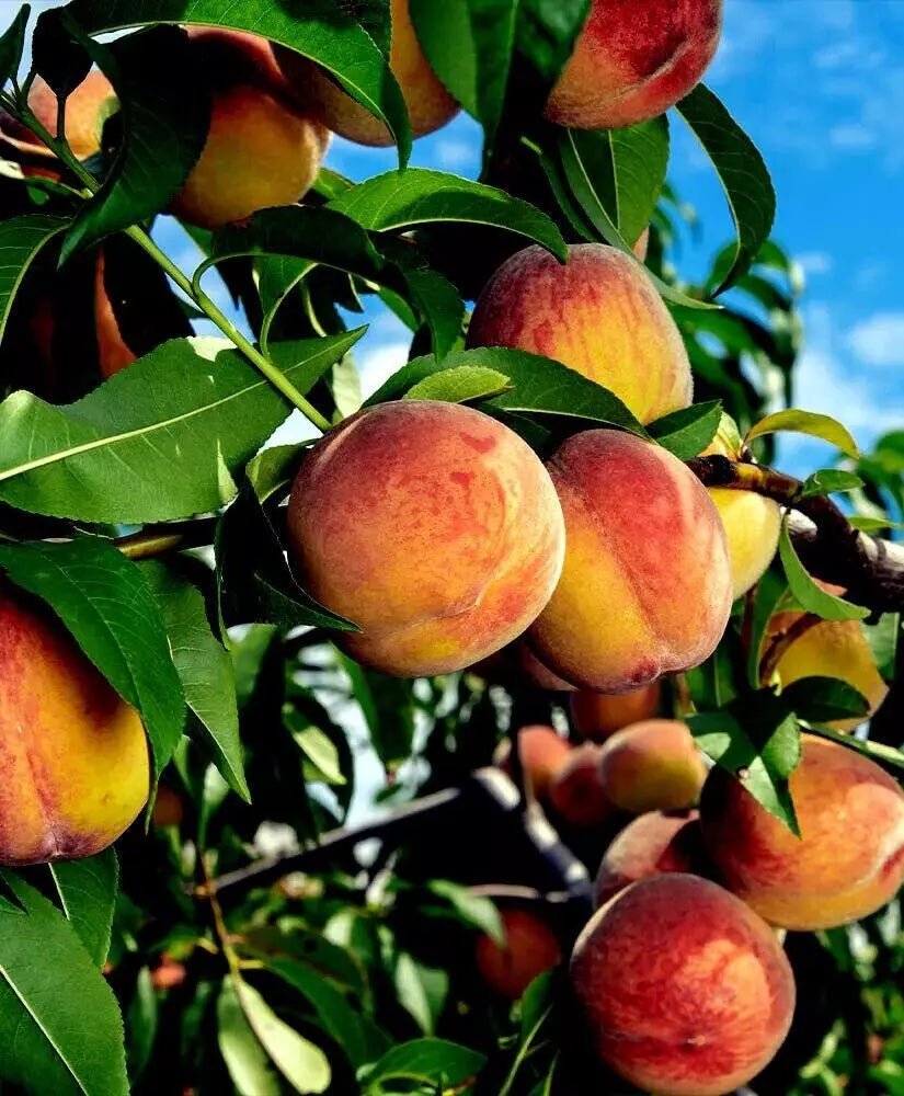 Yellow Peach Tree Cuttings 5-7" Organic No Roots Prunus persica Fast Growing Cold Hardy