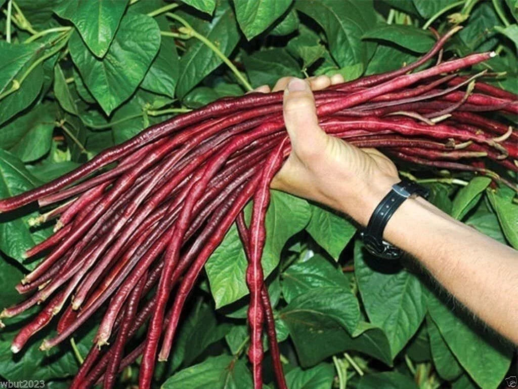 Red Yard Long Bean Seeds - Asparagus & Snake Bean, 20 Seeds, Vigna unguiculata subsp. sesquipedalis, Climbing Vegetable Seeds